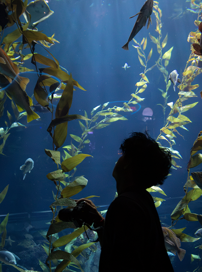 Aquarium