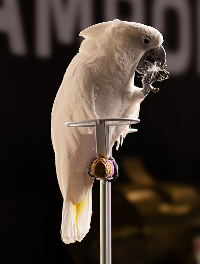 Cockatoo