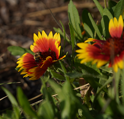 Macro of Bee on Flower