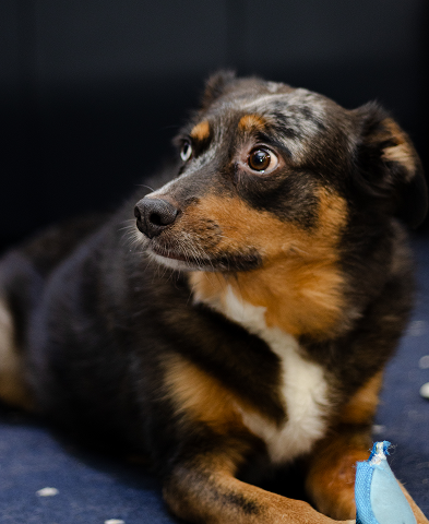 Dog